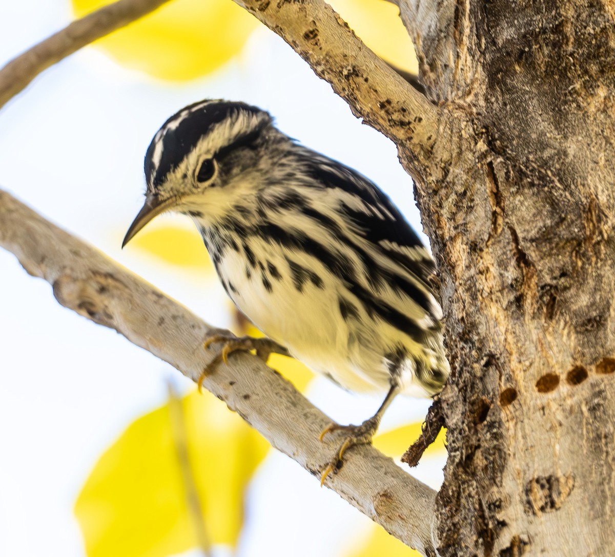 Black-and-white Warbler - ML646751831