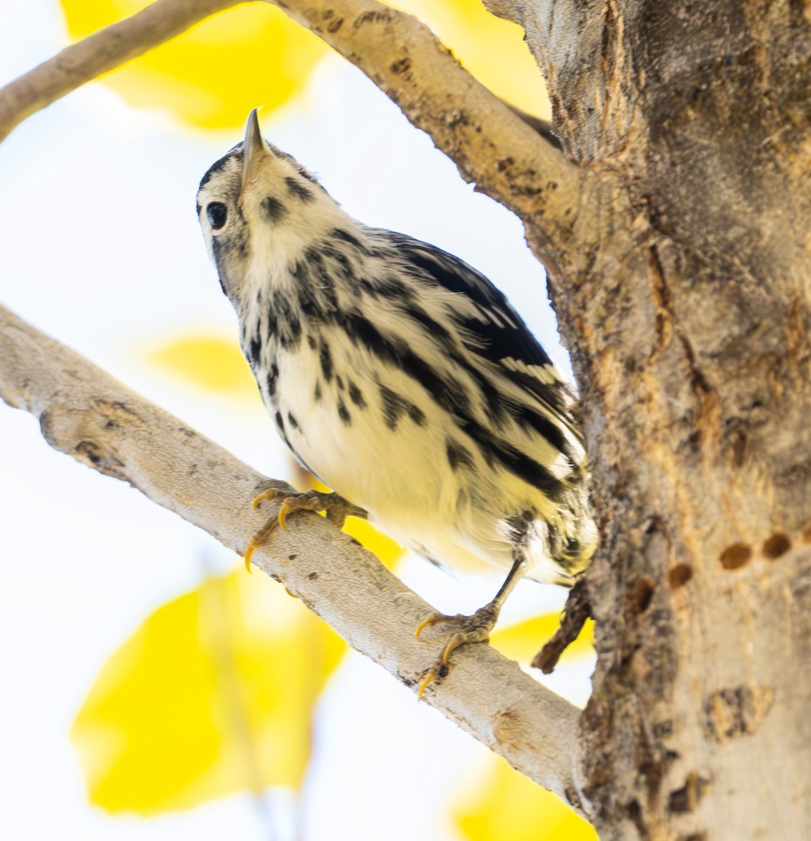 Black-and-white Warbler - ML646751832