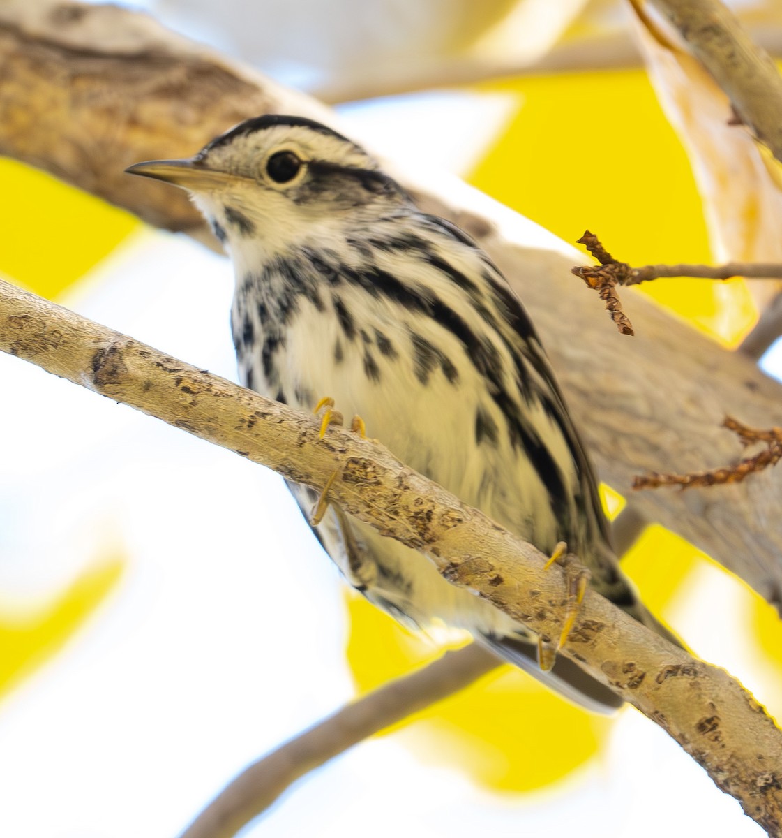 Black-and-white Warbler - ML646751833