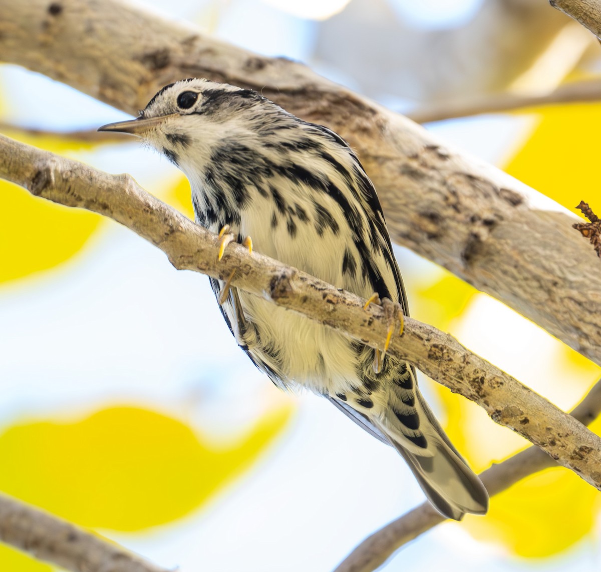Black-and-white Warbler - ML646751834
