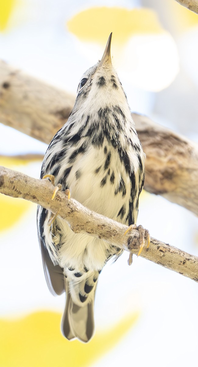 Black-and-white Warbler - ML646751835