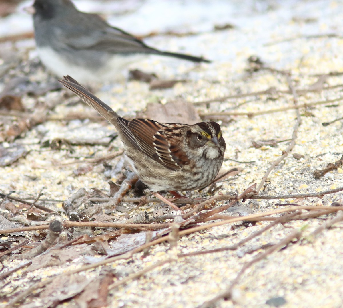 Bruant à gorge blanche - ML646751837