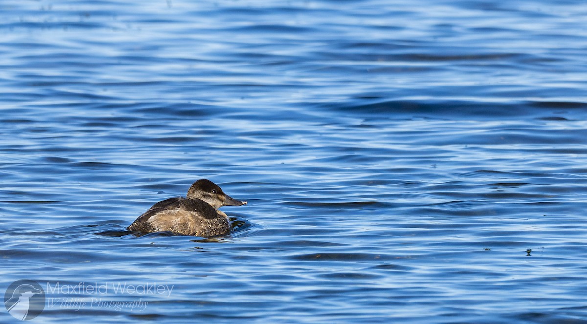 Ruddy Duck - ML646751839