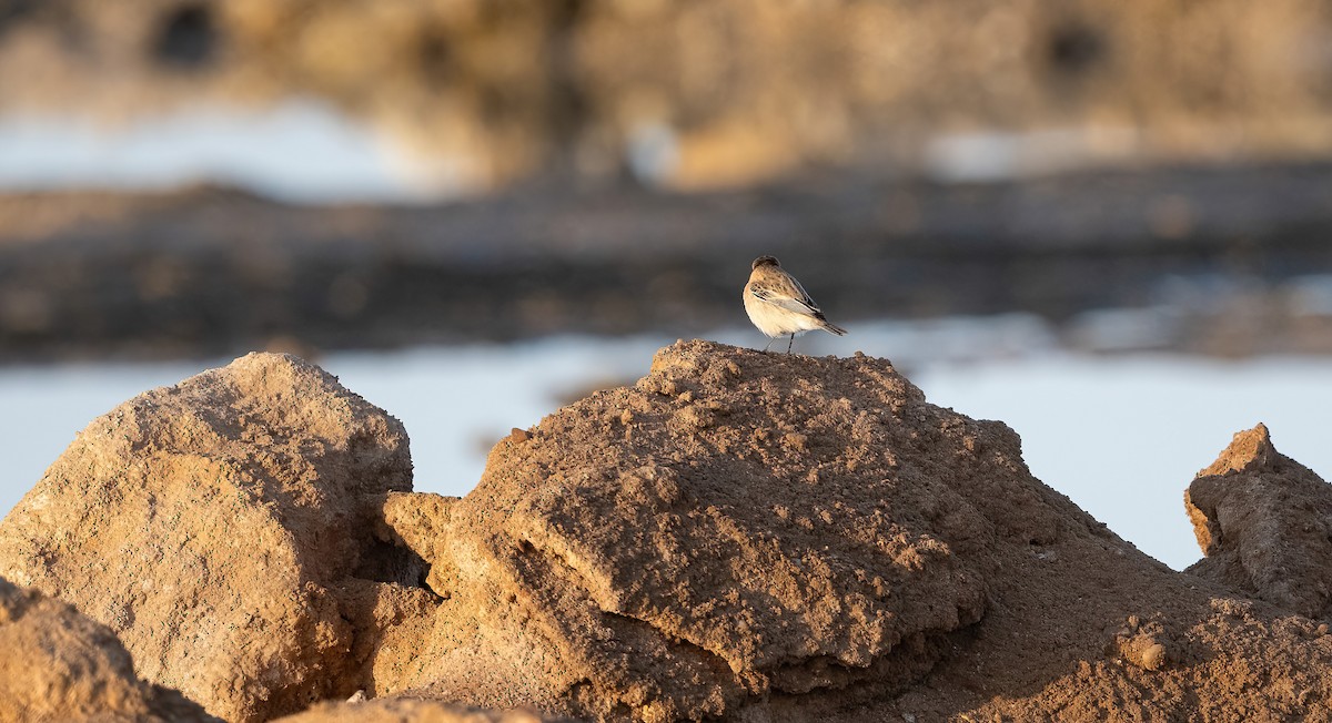 Siberian Stonechat (Caspian) - ML646751840