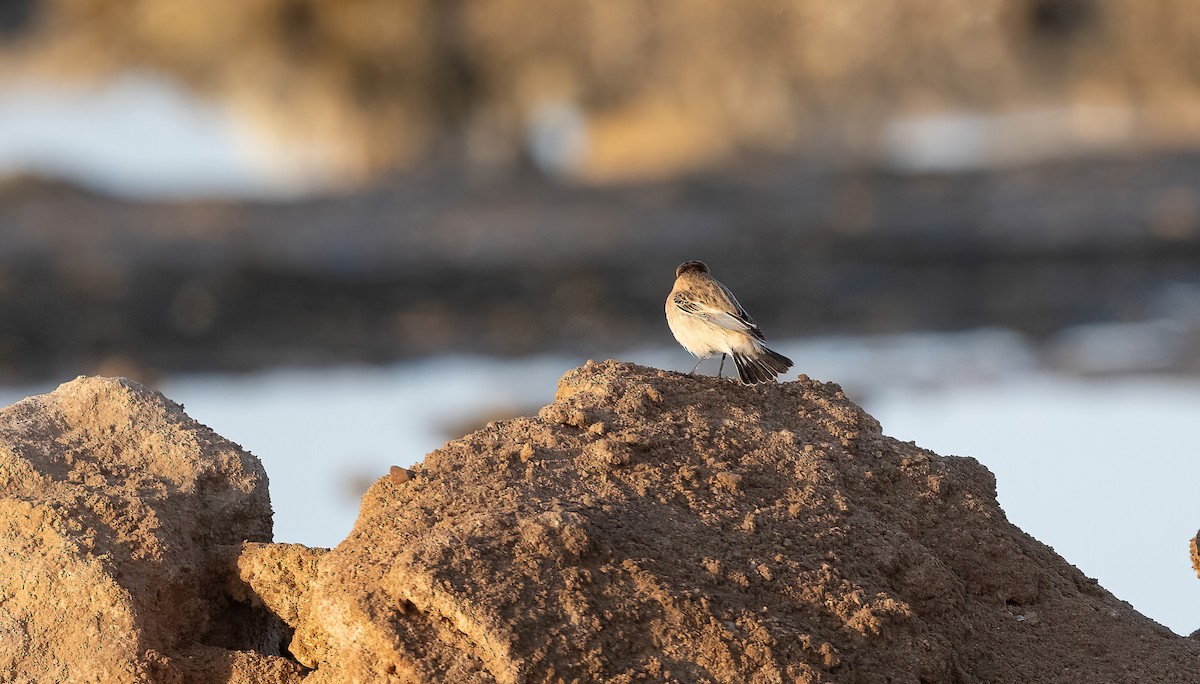 Siberian Stonechat (Caspian) - ML646751843