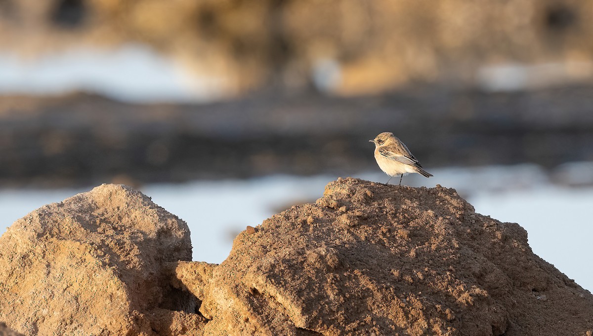 Siberian Stonechat (Caspian) - ML646751845