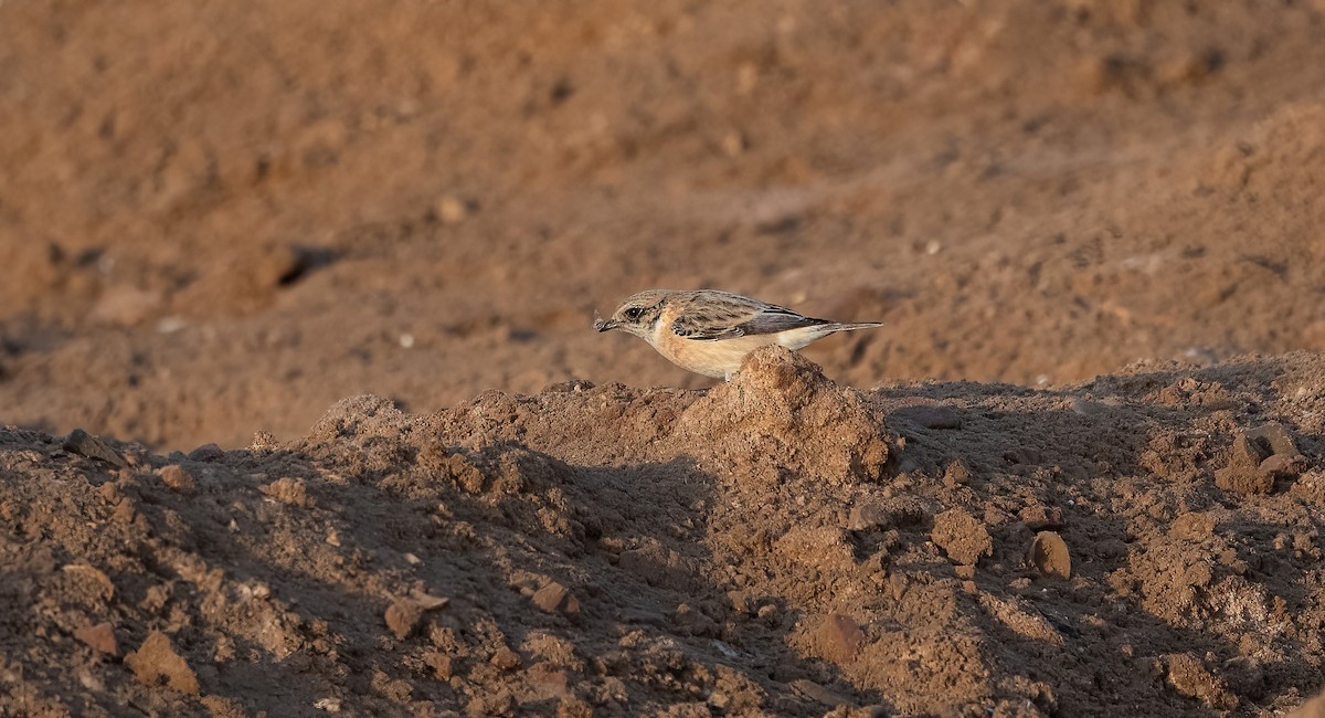 Siberian Stonechat (Caspian) - ML646751846