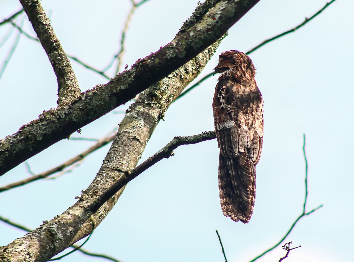 Common Potoo - ML646751848