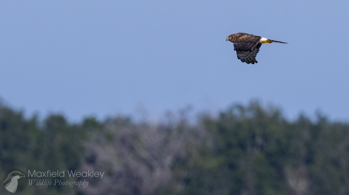 Northern Harrier - ML646751850