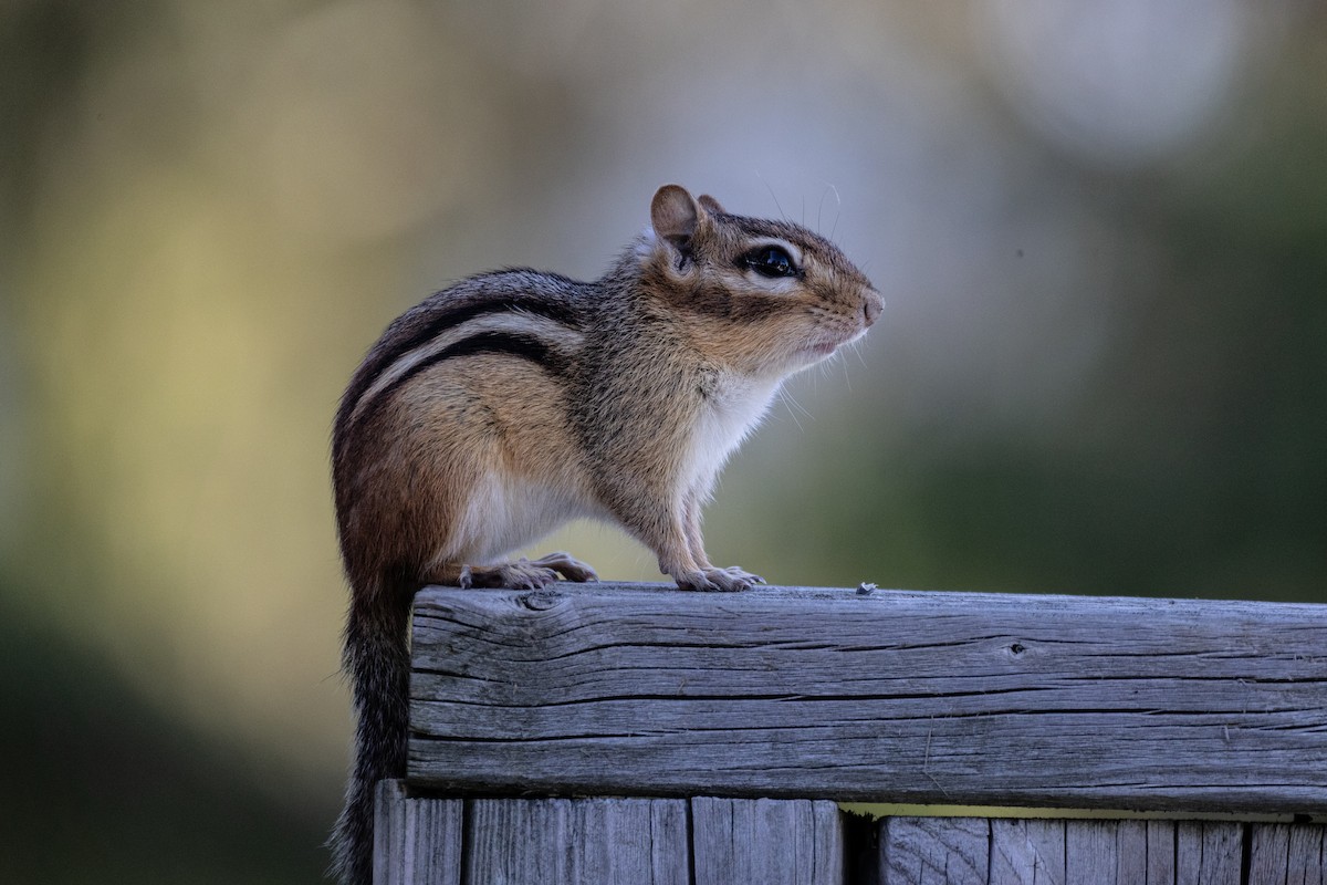 Eastern Chipmunk - ML646751851