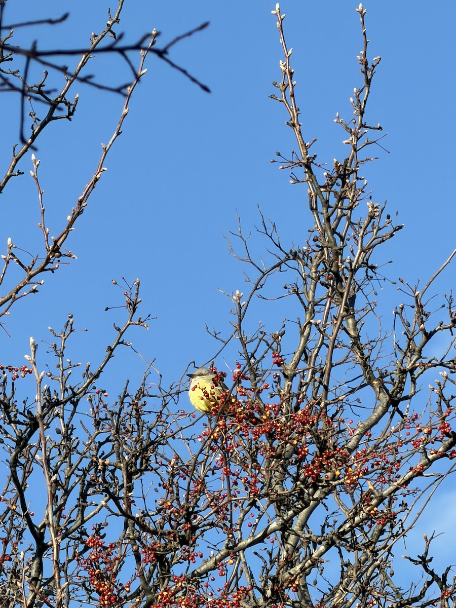 Western Kingbird - ML646751853