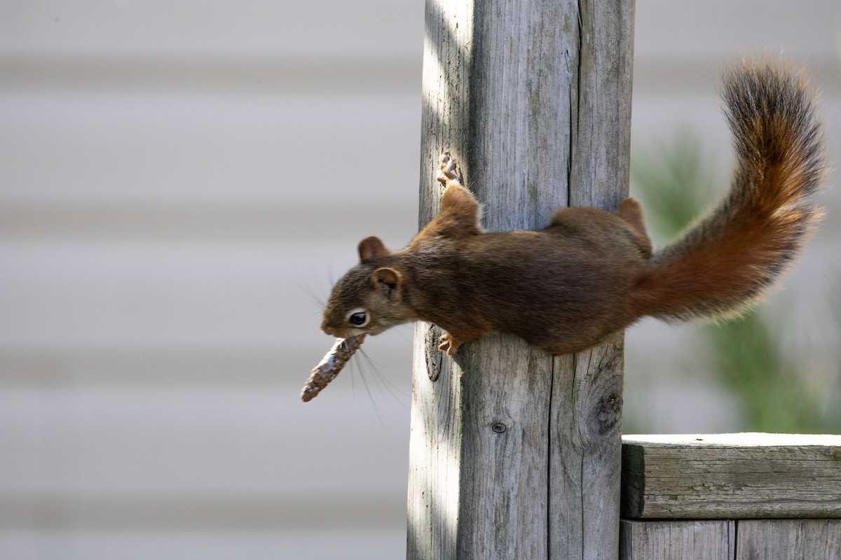 American Red Squirrel - ML646751855
