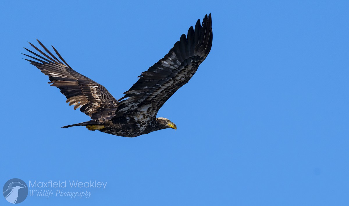 Bald Eagle - ML646751856