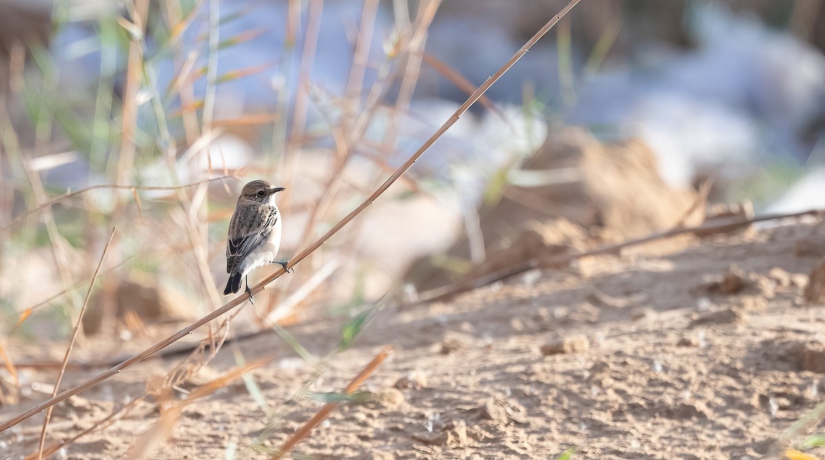 Siberian Stonechat (Caspian) - ML646751859