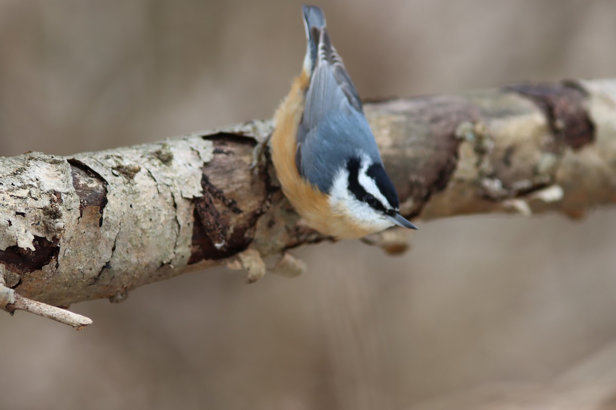 Sittelle à poitrine rousse - ML646751862