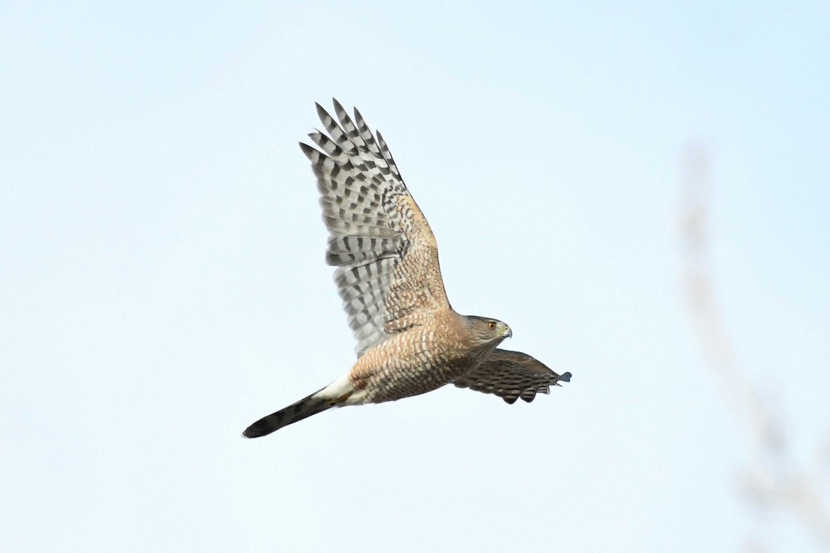 Cooper's Hawk - ML646751868