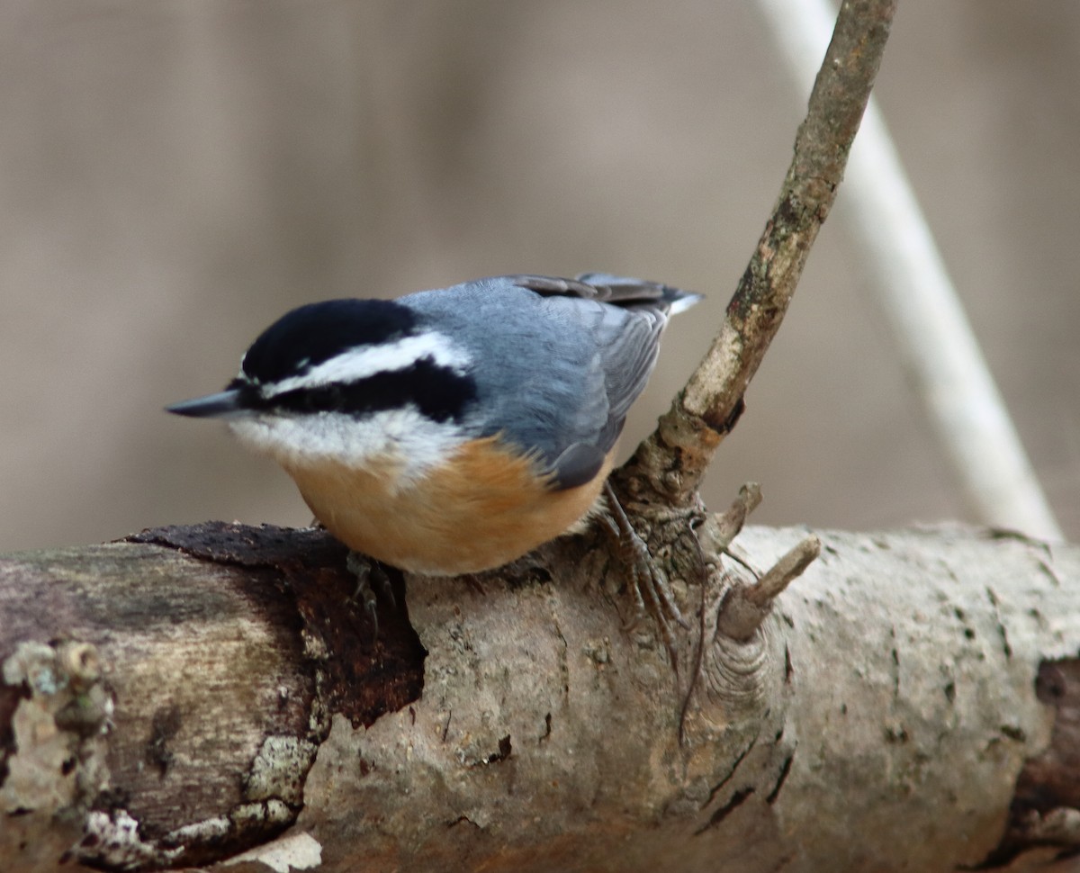 Sittelle à poitrine rousse - ML646751869