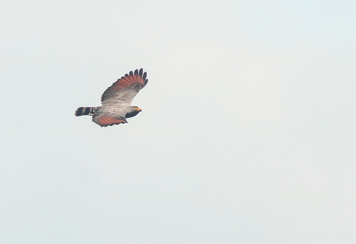 Roadside Hawk - ML646751874
