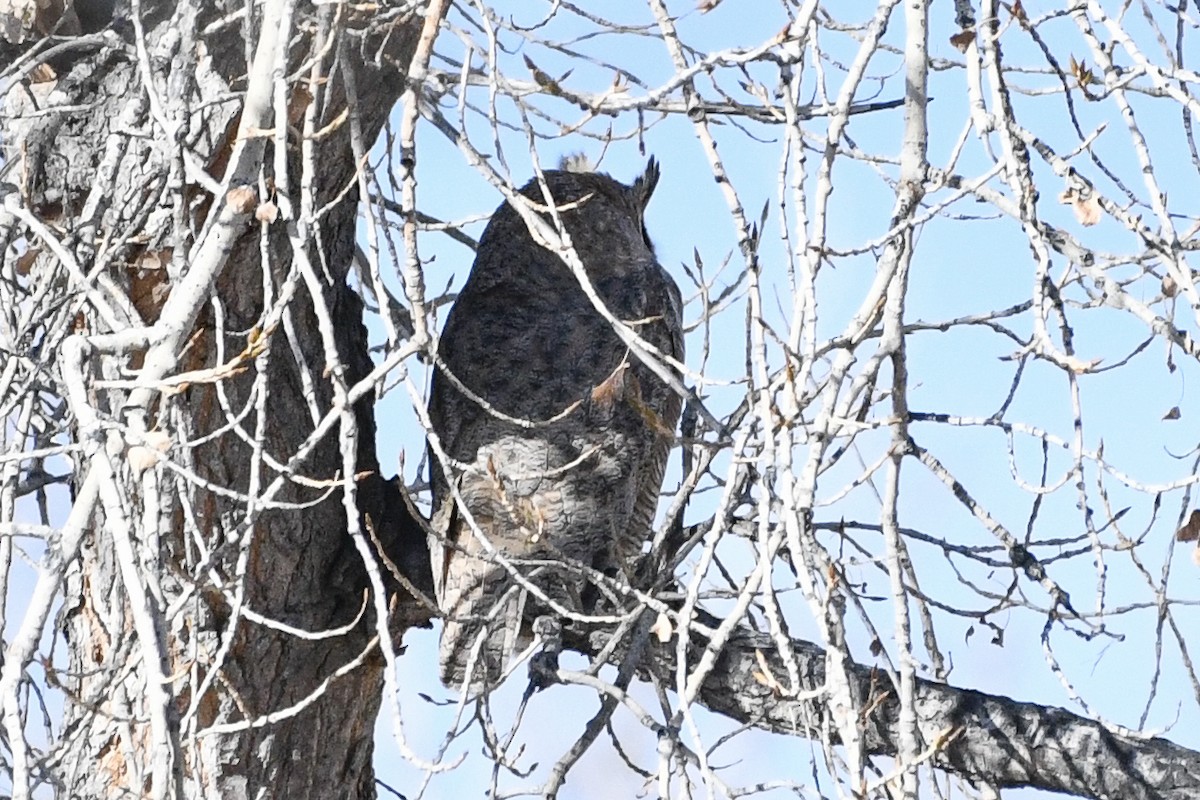 Great Horned Owl - ML646751878
