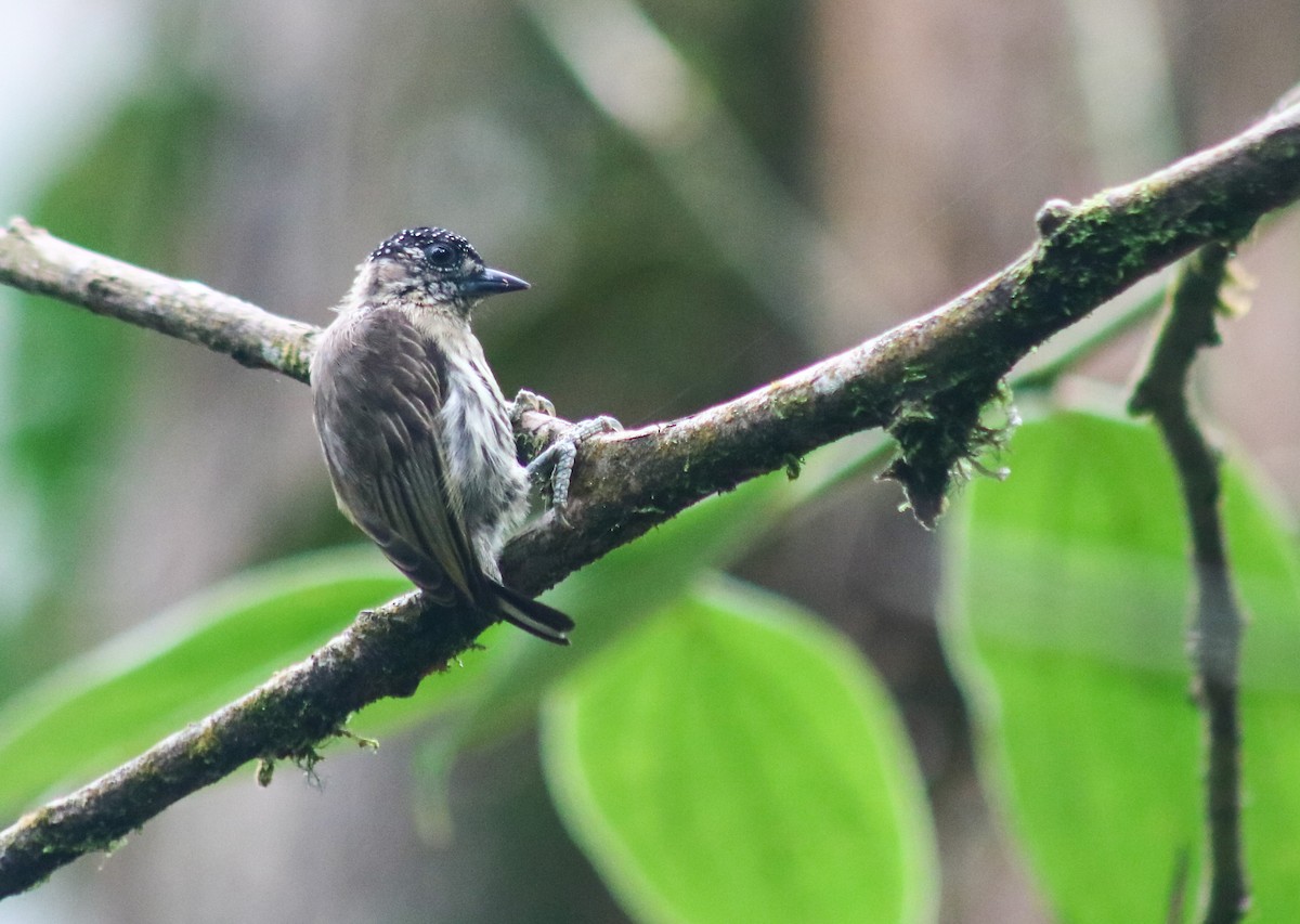 Olivaceous Piculet - ML646751879