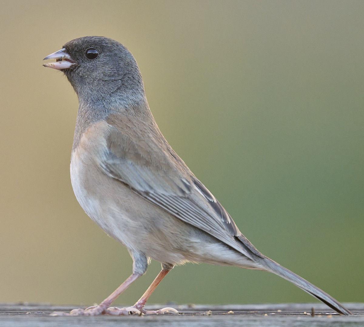 Dark-eyed Junco (Oregon) - ML646751880