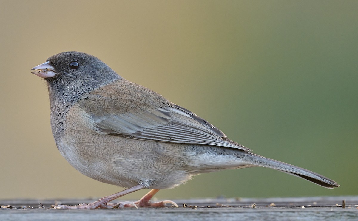 Dark-eyed Junco (Oregon) - ML646751881