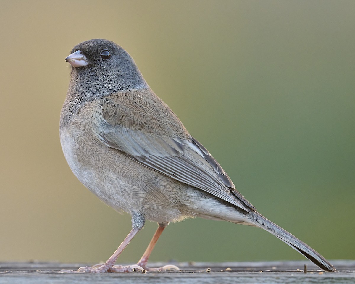 Dark-eyed Junco (Oregon) - ML646751882