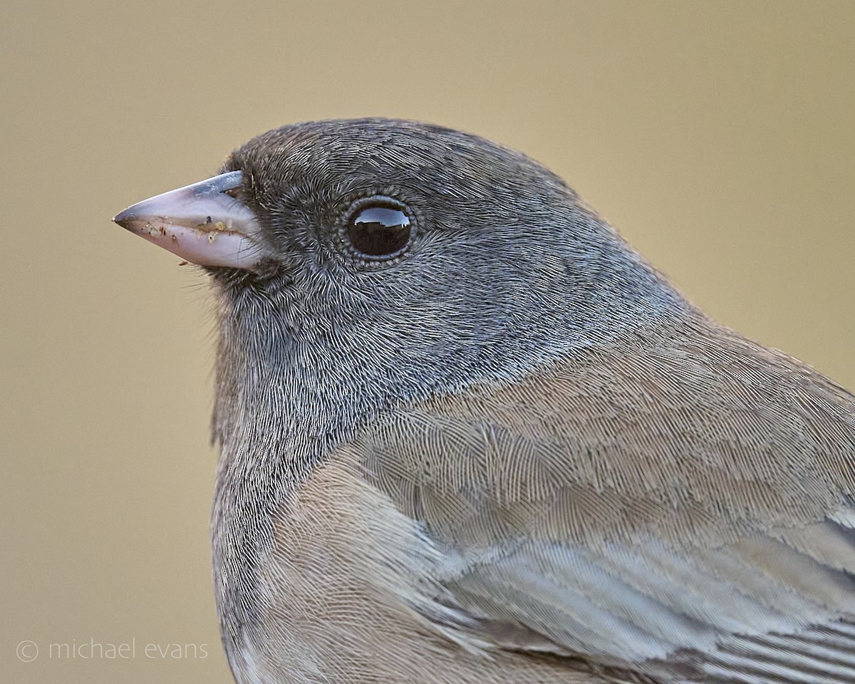 Dark-eyed Junco (Oregon) - ML646751883
