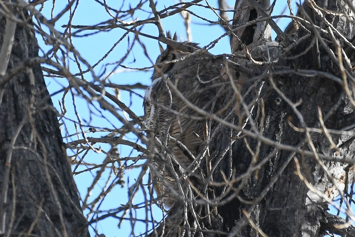 Great Horned Owl - ML646751885