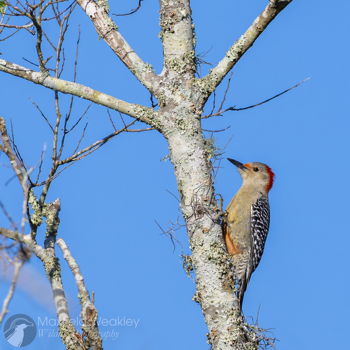 Red-bellied Woodpecker - ML646751886