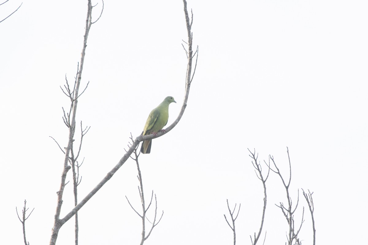 Frühlingsgrüntaube - ML646751890