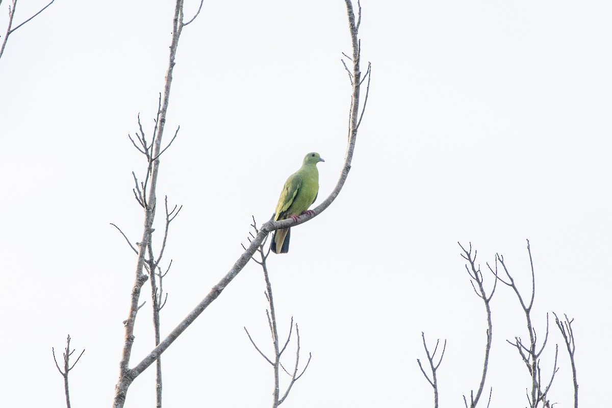 Frühlingsgrüntaube - ML646751891