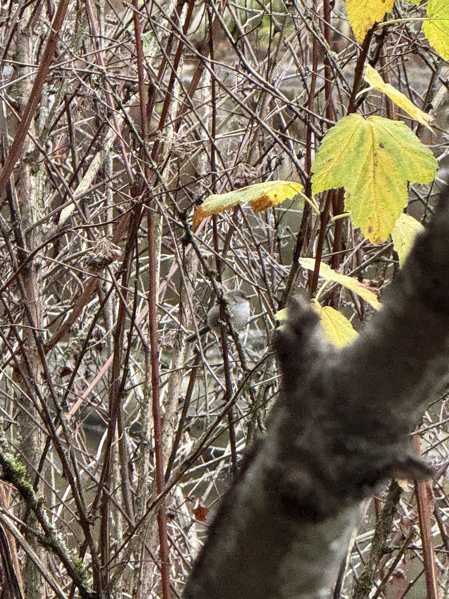 Mito Sastrecillo - ML646751894