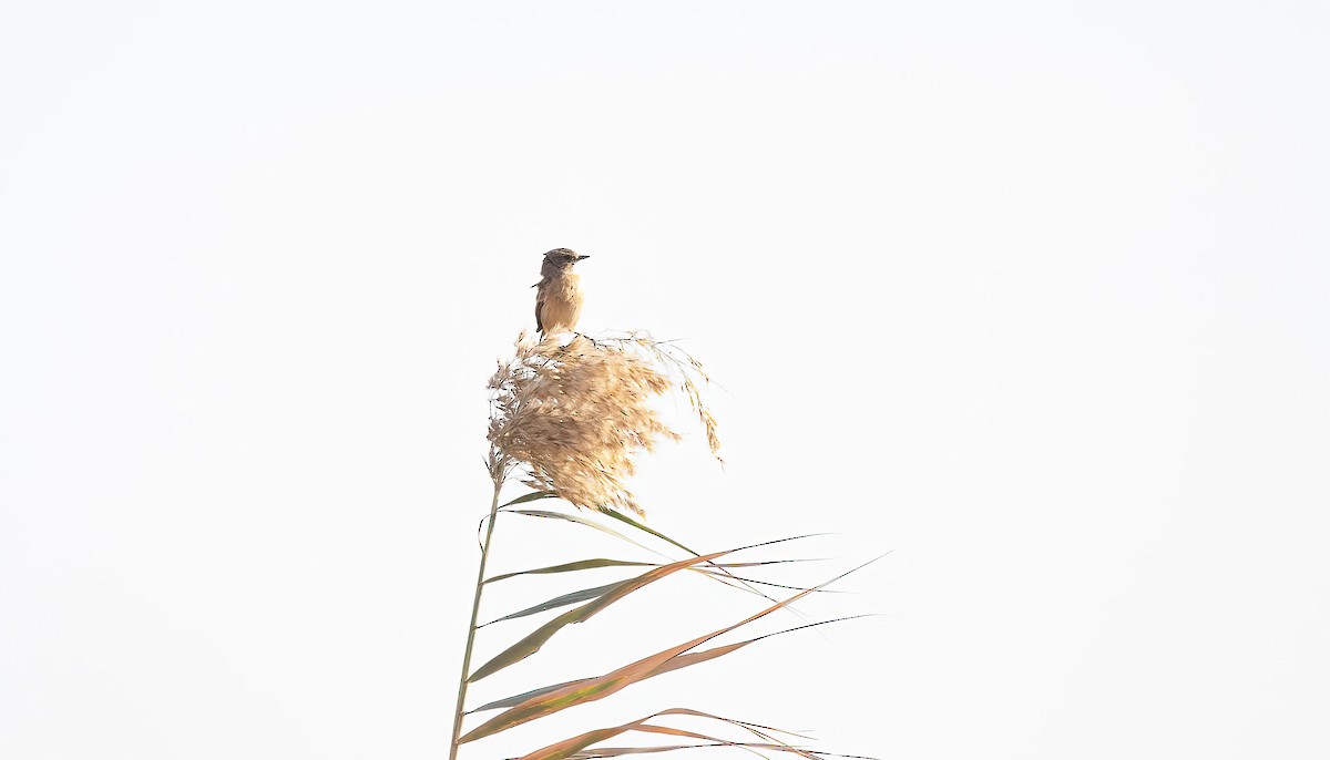 Siberian Stonechat - ML646751897