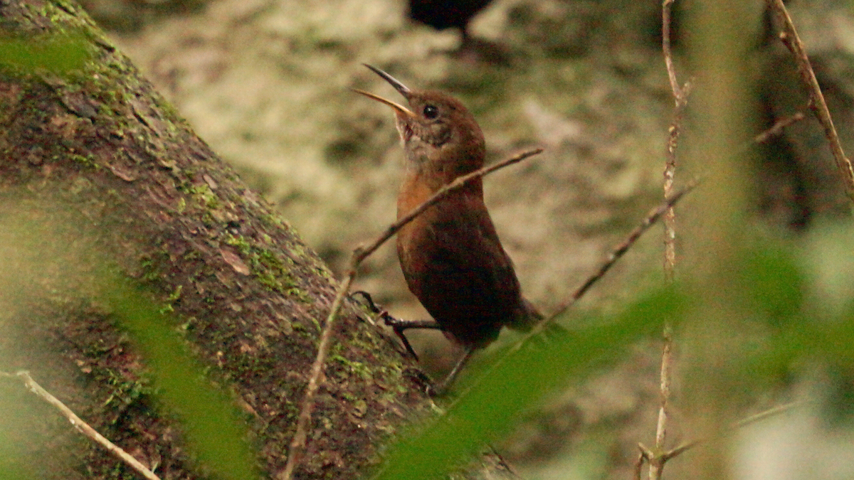 Cucarachero Picofino - ML646751898