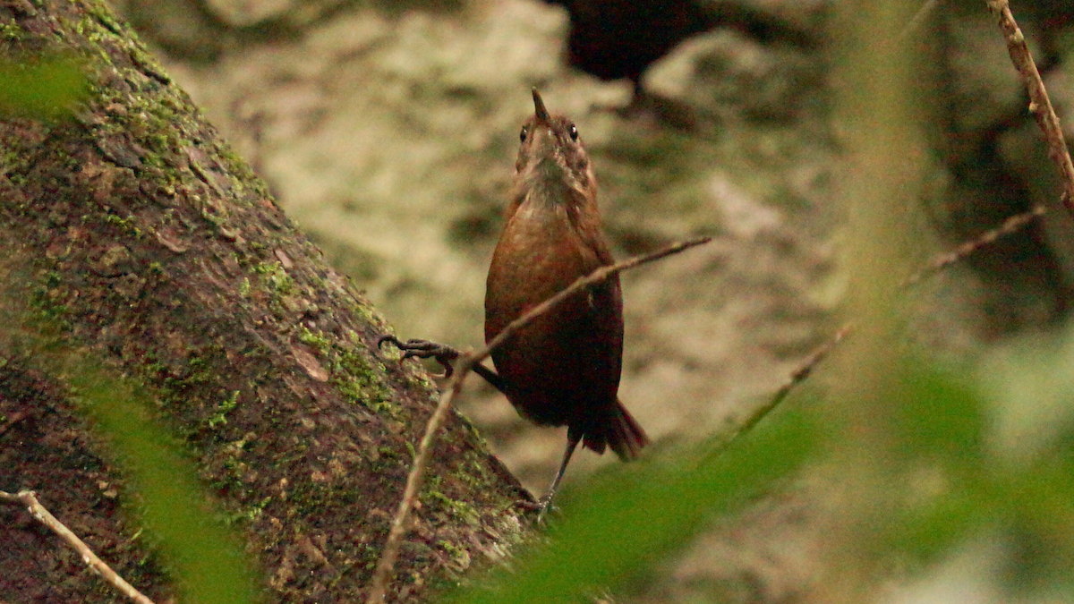 Cucarachero Picofino - ML646751899