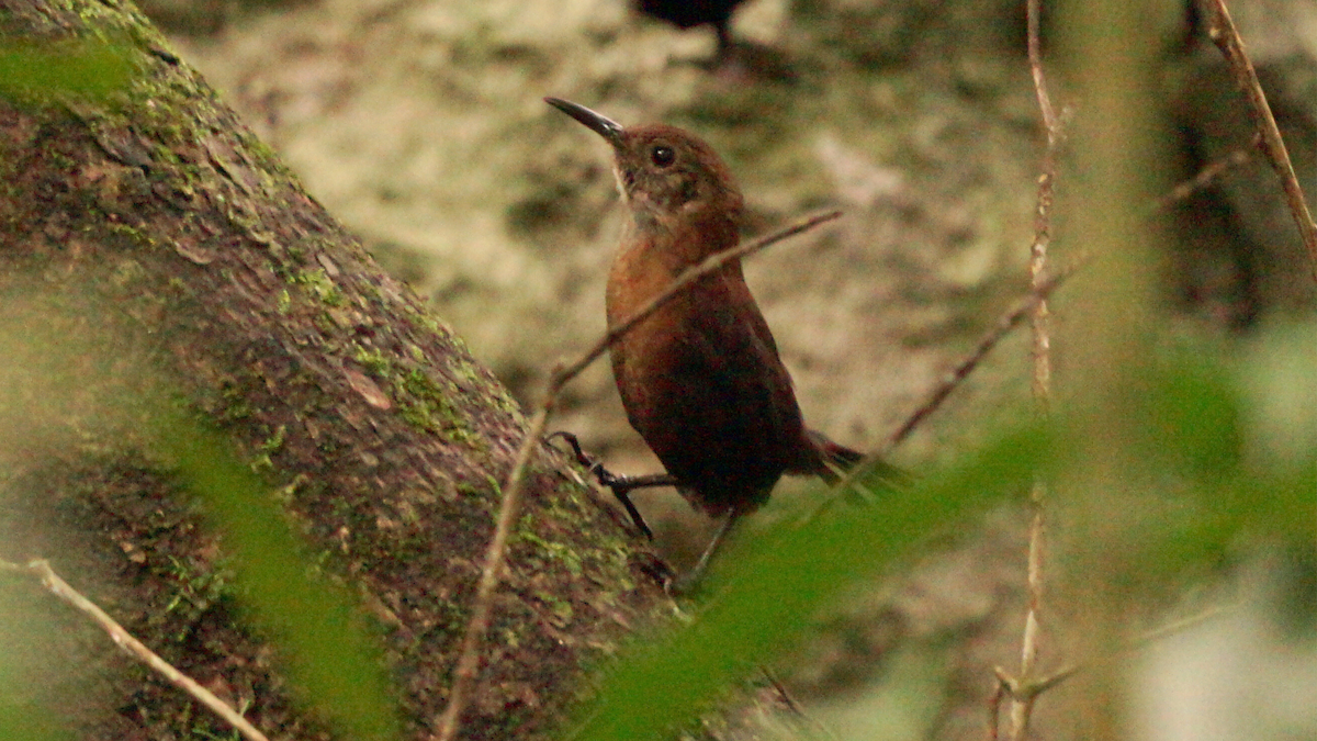 Cucarachero Picofino - ML646751900