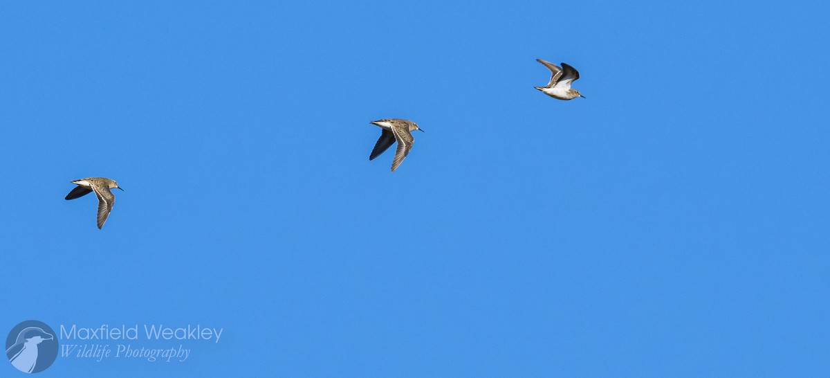 Least Sandpiper - ML646751904