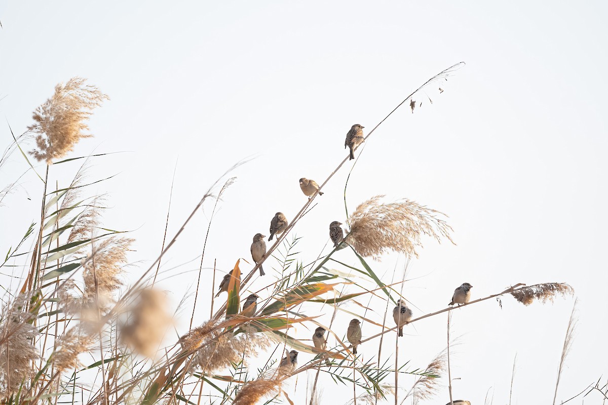 家麻雀 - ML646751907