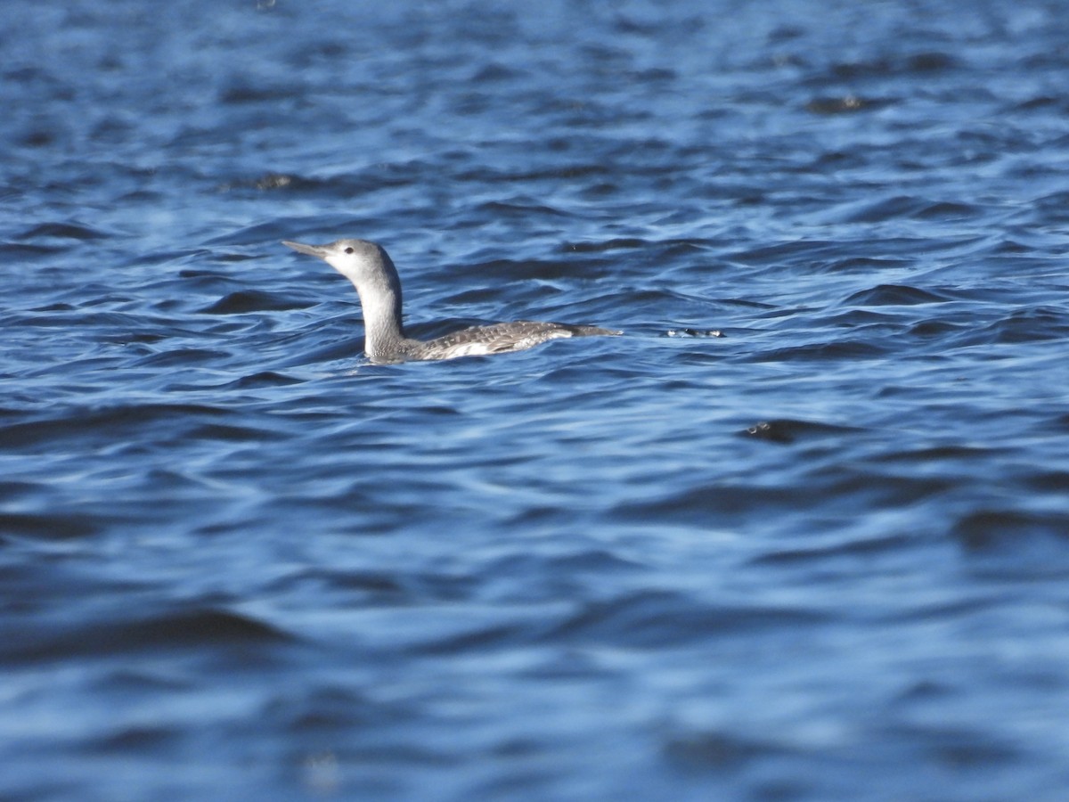 Red-throated Loon - ML646751918