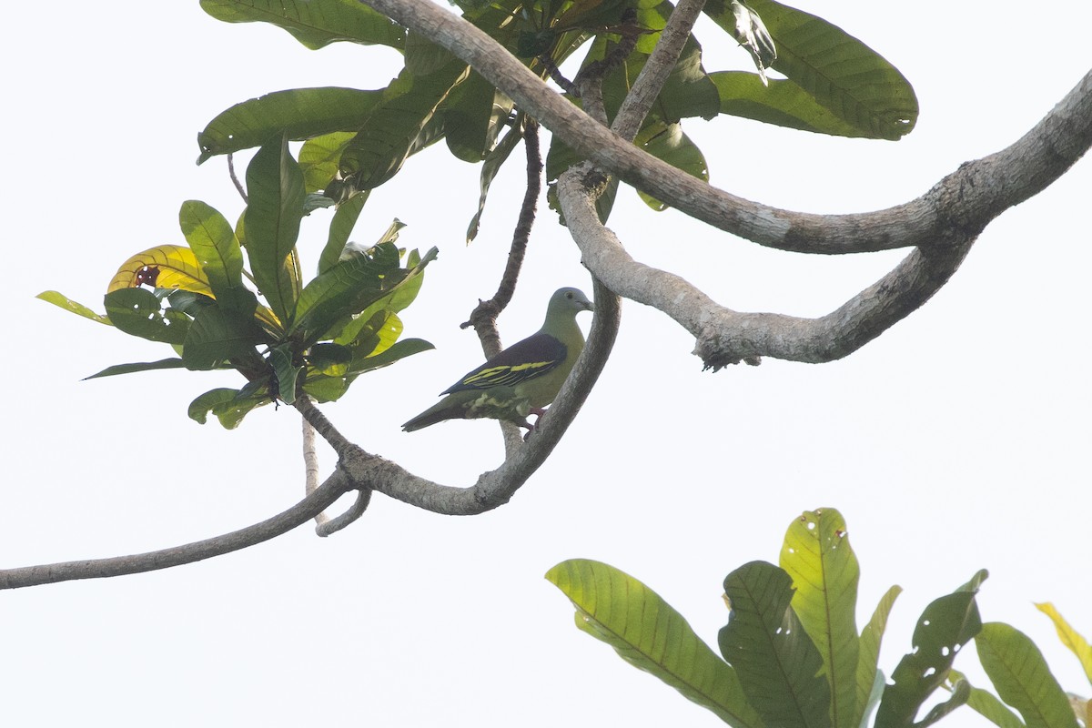 Papageischnabel-Grüntaube (hypothapsinus/smicrus) - ML646751919