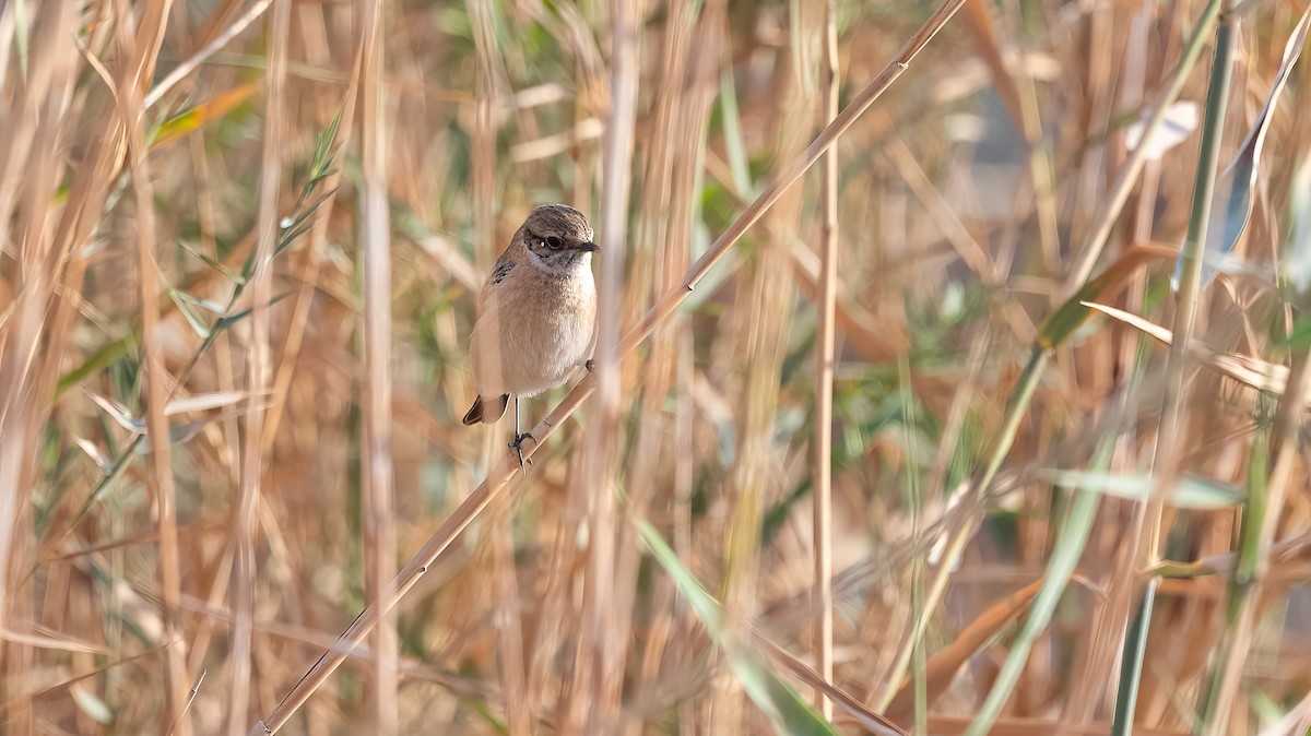 Siberian Stonechat (Caspian) - ML646751920