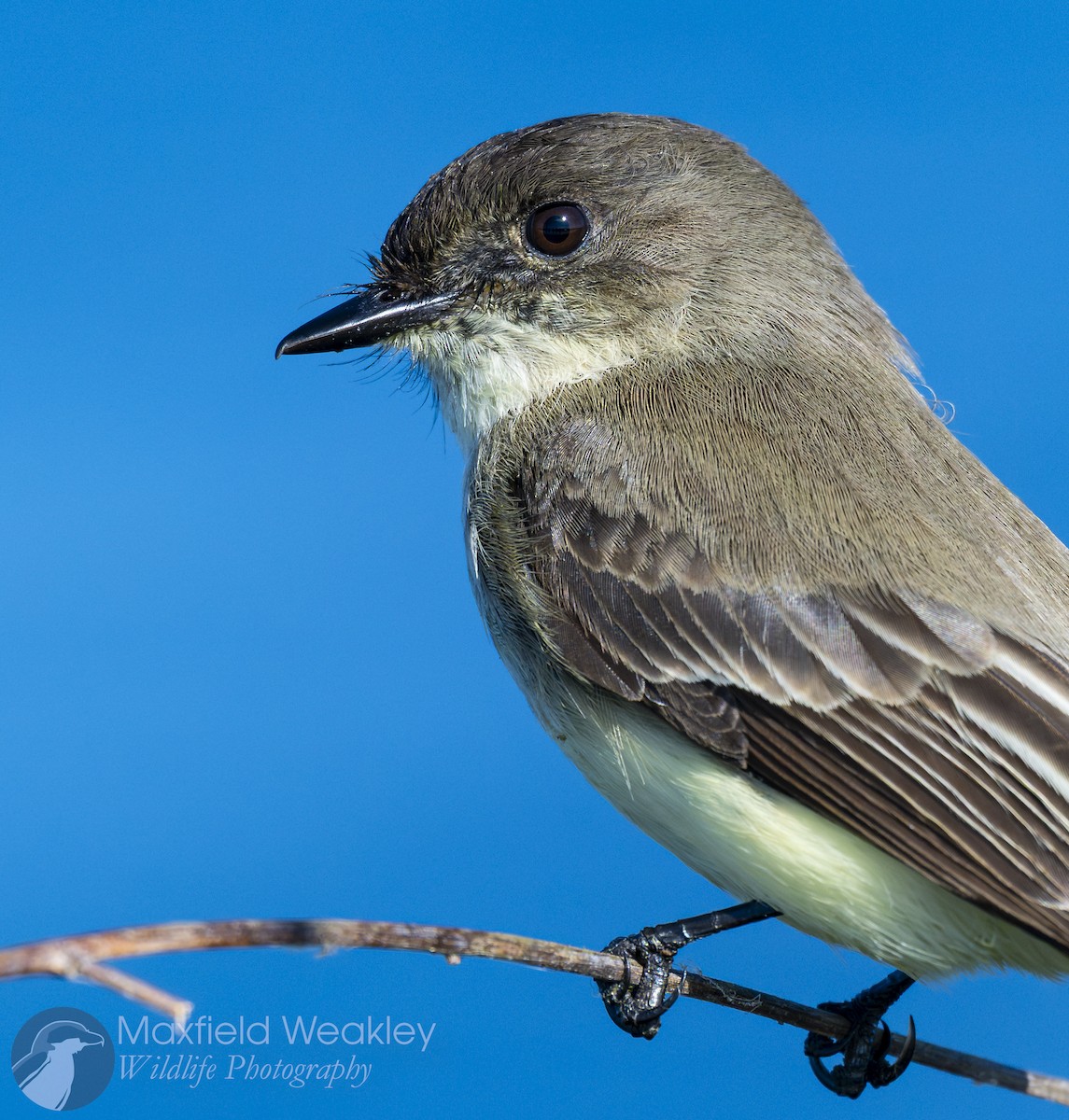 Eastern Phoebe - ML646751922