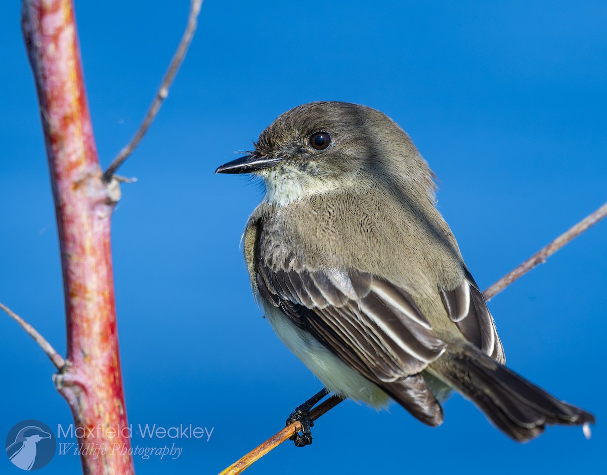Eastern Phoebe - ML646751923