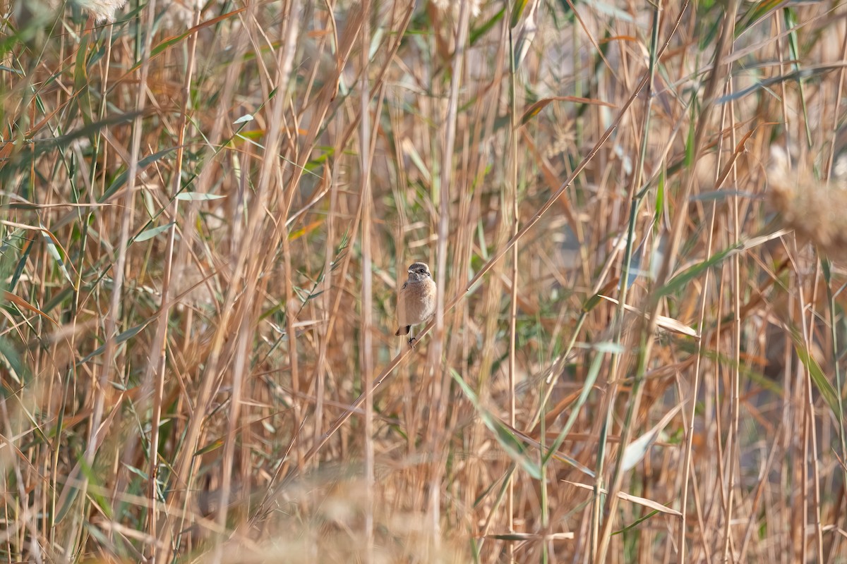 Siberian Stonechat (Caspian) - ML646751926