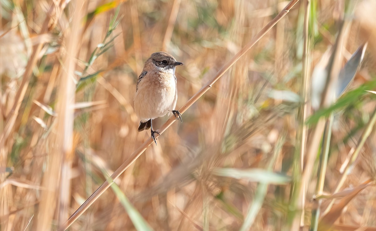 Siberian Stonechat (Caspian) - ML646751930