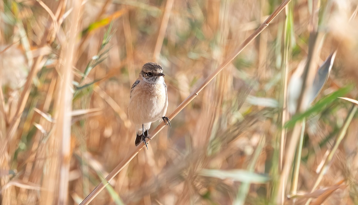 Siberian Stonechat (Caspian) - ML646751933