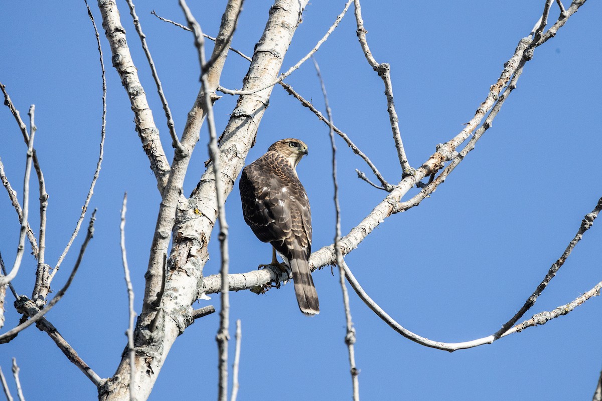 Cooper's Hawk - ML646751934