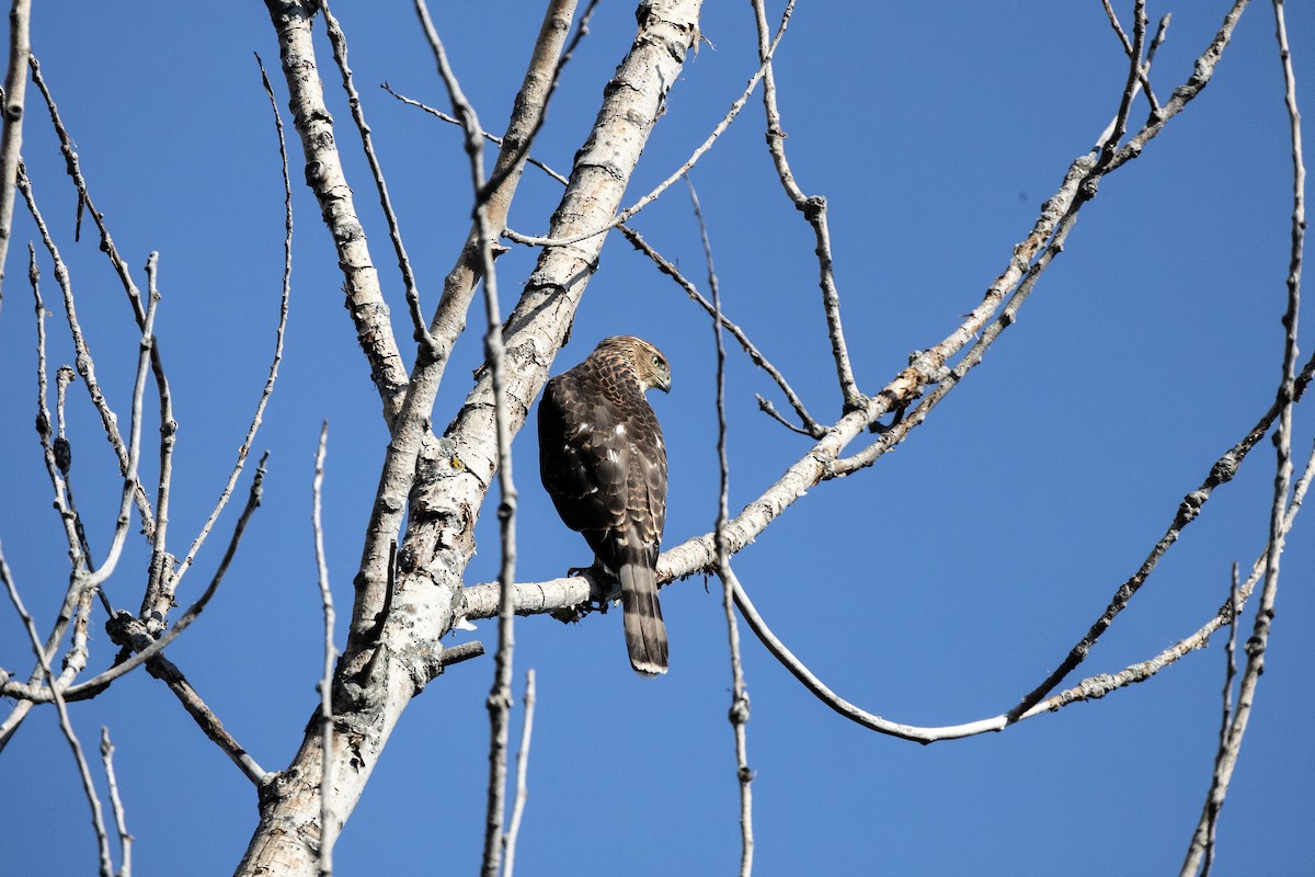 Cooper's Hawk - ML646751935