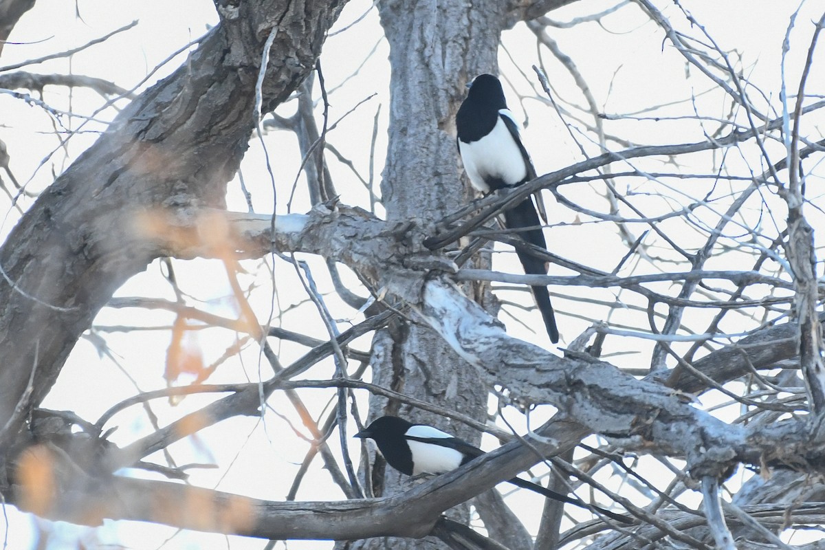 Black-billed Magpie - ML646751937